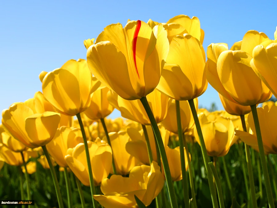 آزمایشی

مدرس 2