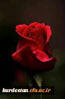 انا للله و انا الیه راجعون

تسلیت به همکار 2