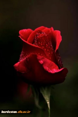 انا للله و انا الیه راجعون

تسلیت به همکار