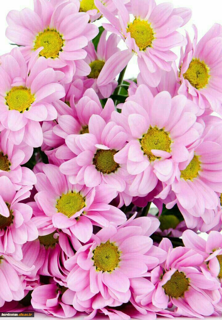 پیام تبریک سالِ نو توسط  ،

دکتر یحیی معروفی،سرپرست دانشگاه فرهنگیان استان کردستان
 2