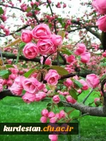 سال نو مبارک باد