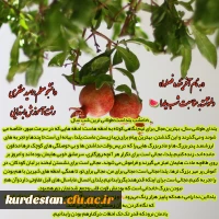 اعلام نتایج
مسابقه ویژه شب یلدای کرونایی 8